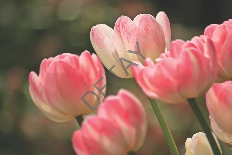 Rölyef Poster Baskı Kağıt Boyutu: 33x48cm 300 Gr. Kuşe Kagıt 10 Adet