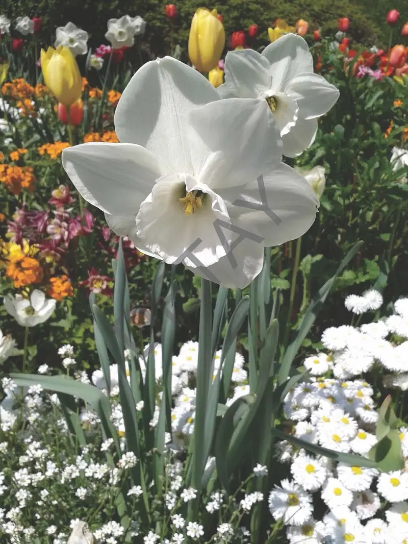 Rölyef Poster Baskı Kağıt Boyutu: 33x48cm 300 Gr. Kuşe Kagıt 10 Adet