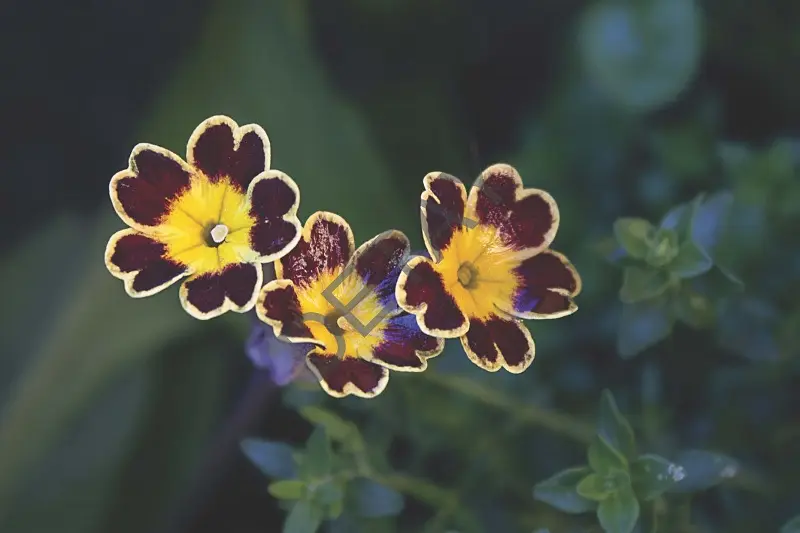 Rölyef Poster Baskı Kağıt Boyutu: 33x48cm 300 Gr. Kuşe Kagıt 10 Adet