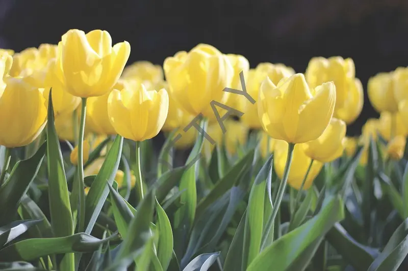 Rölyef Poster Baskı Kağıt Boyutu: 33x48cm 300 Gr. Kuşe Kagıt 10 Adet