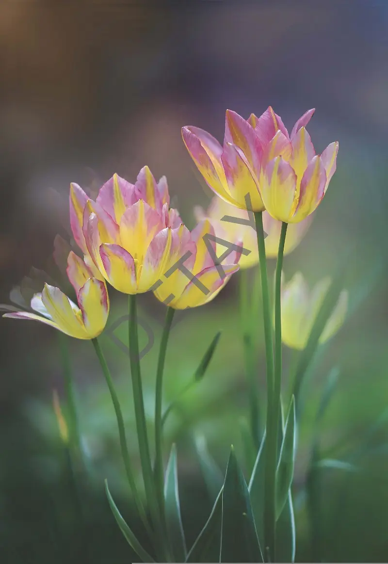 Rölyef Poster Baskı Kağıt Boyutu: 33x48cm 300 Gr. Kuşe Kagıt 10 Adet