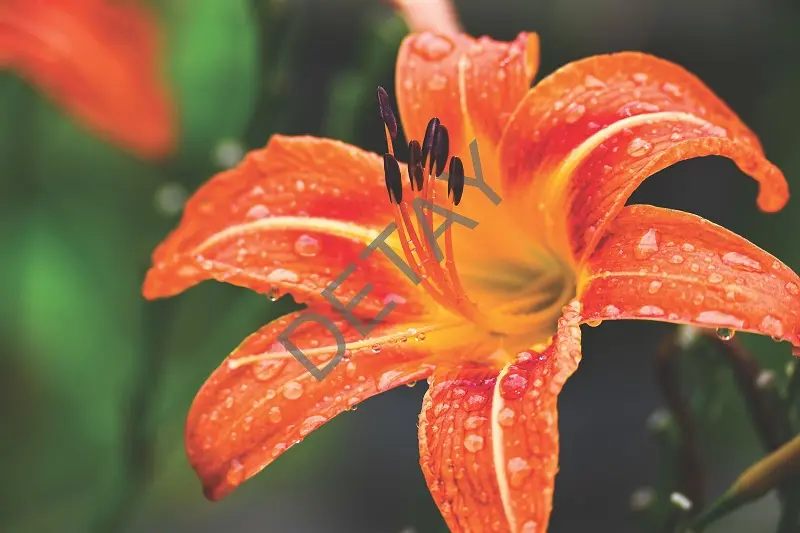 Rölyef Poster Baskı Kağıt Boyutu: 33x48cm 300 Gr. Kuşe Kagıt 10 Adet