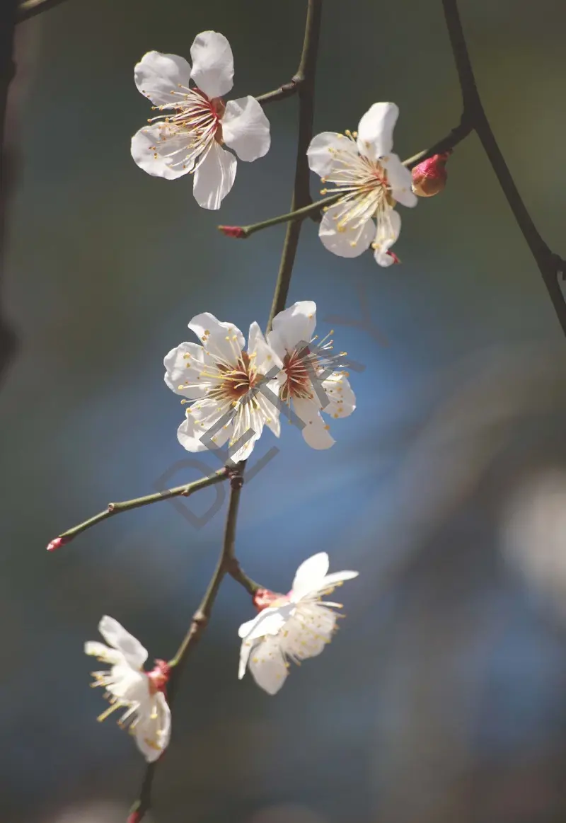 Rölyef Poster Baskı Kağıt Boyutu: 33x48cm 300 Gr. Kuşe Kagıt 10 Adet