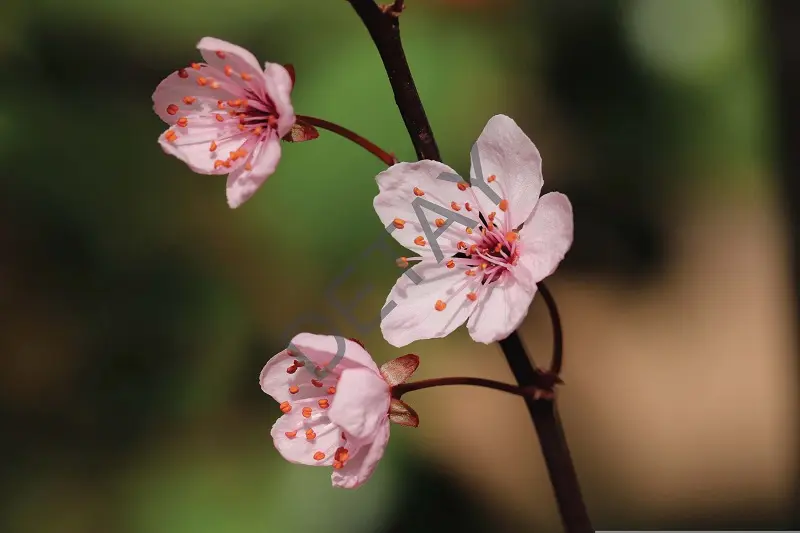 Rölyef Poster Baskı Kağıt Boyutu: 33x48cm 300 Gr. Kuşe Kagıt 10 Adet