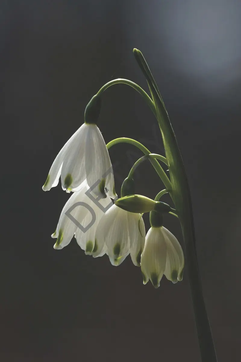 Rölyef Poster Baskı Kağıt Boyutu: 33x48cm 300 Gr. Kuşe Kagıt 10 Adet