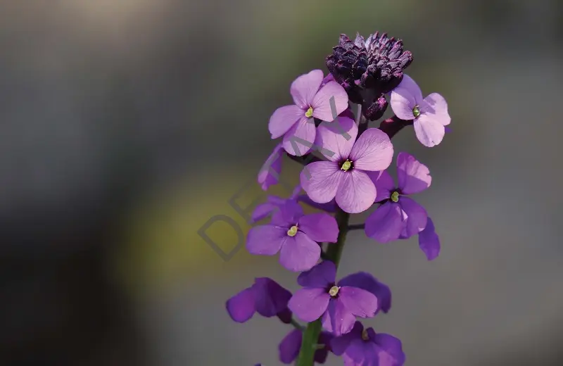 Rölyef Poster Baskı Kağıt Boyutu: 33x48cm 300 Gr. Kuşe Kagıt 10 Adet