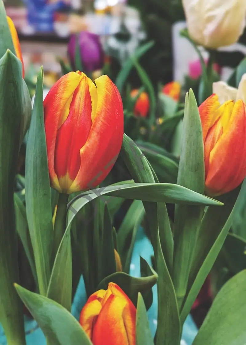 Rölyef Poster Baskı Kağıt Boyutu: 33x48cm 300 Gr. Kuşe Kagıt 10 Adet