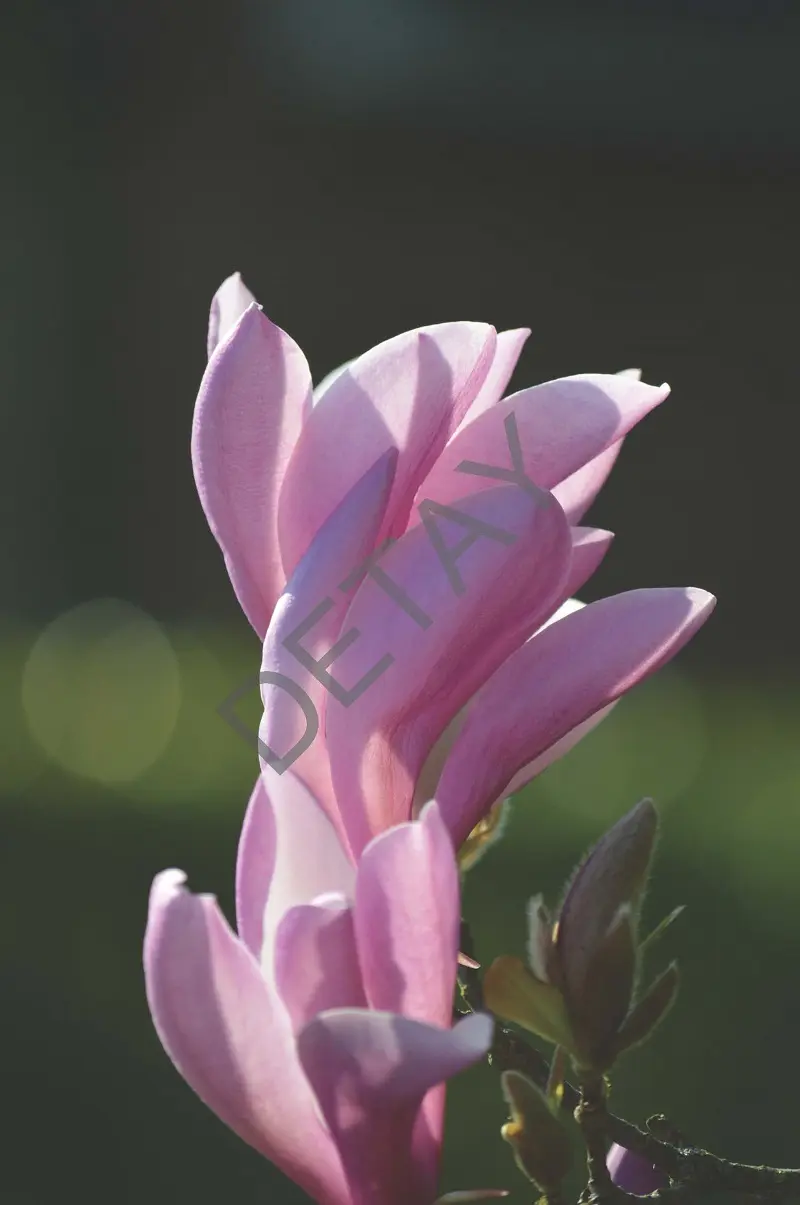 Rölyef Poster Baskı Kağıt Boyutu: 33x48cm 300 Gr. Kuşe Kagıt 10 Adet