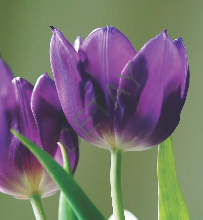 Rölyef Poster Baskı Kağıt Boyutu: 33x48cm 300 Gr. Kuşe Kagıt 10 Adet