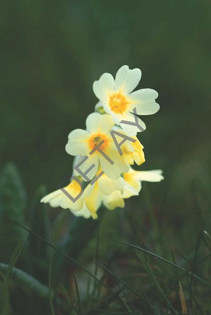 Rölyef Poster Baskı Kağıt Boyutu: 33x48cm 300 Gr. Kuşe Kagıt 10 Adet