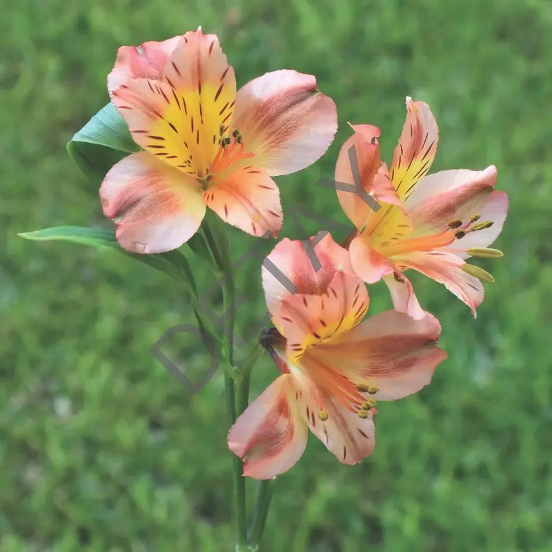 Rölyef Poster Baskı Kağıt Boyutu: 33x48cm 300 Gr. Kuşe Kagıt 10 Adet