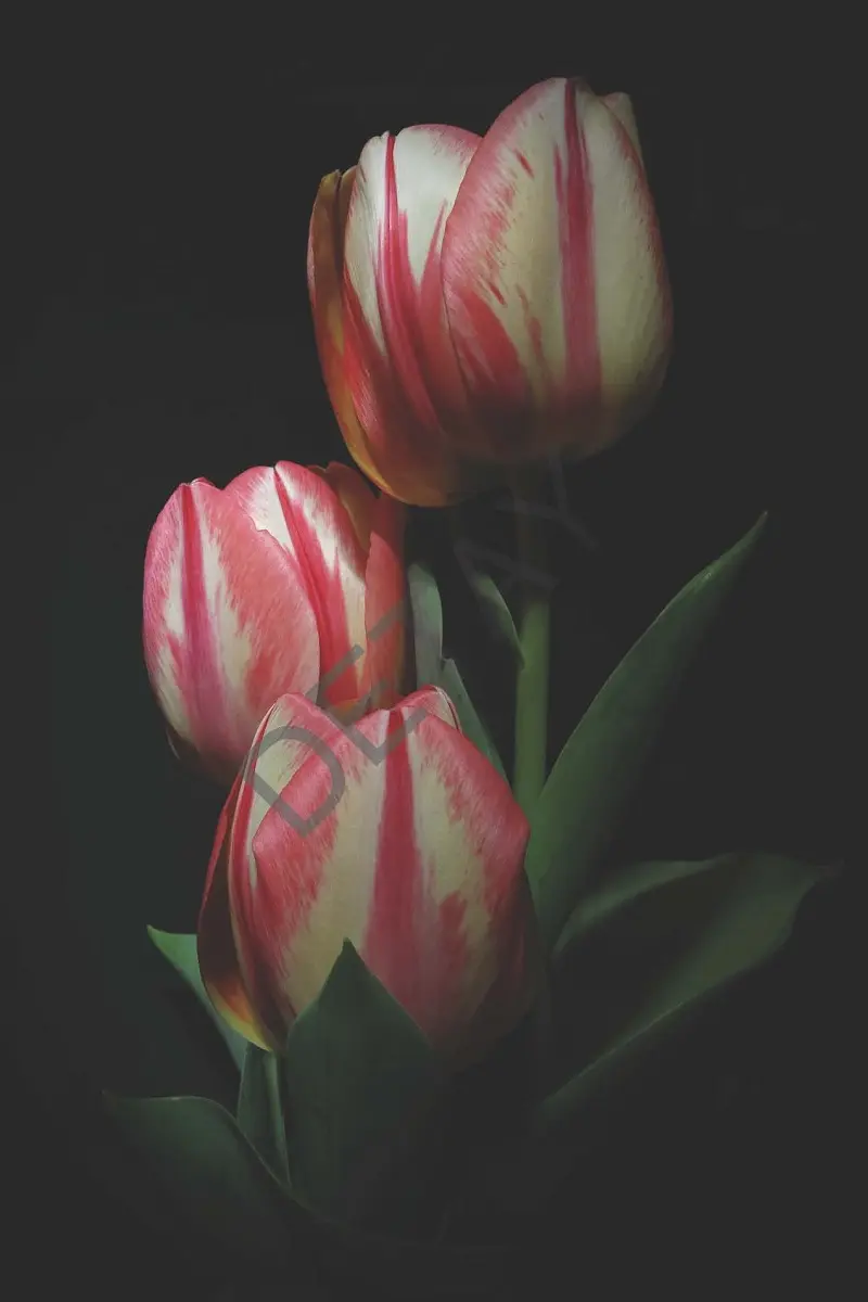 Rölyef Poster Baskı Kağıt Boyutu: 33x48cm 300 Gr. Kuşe Kagıt 10 Adet