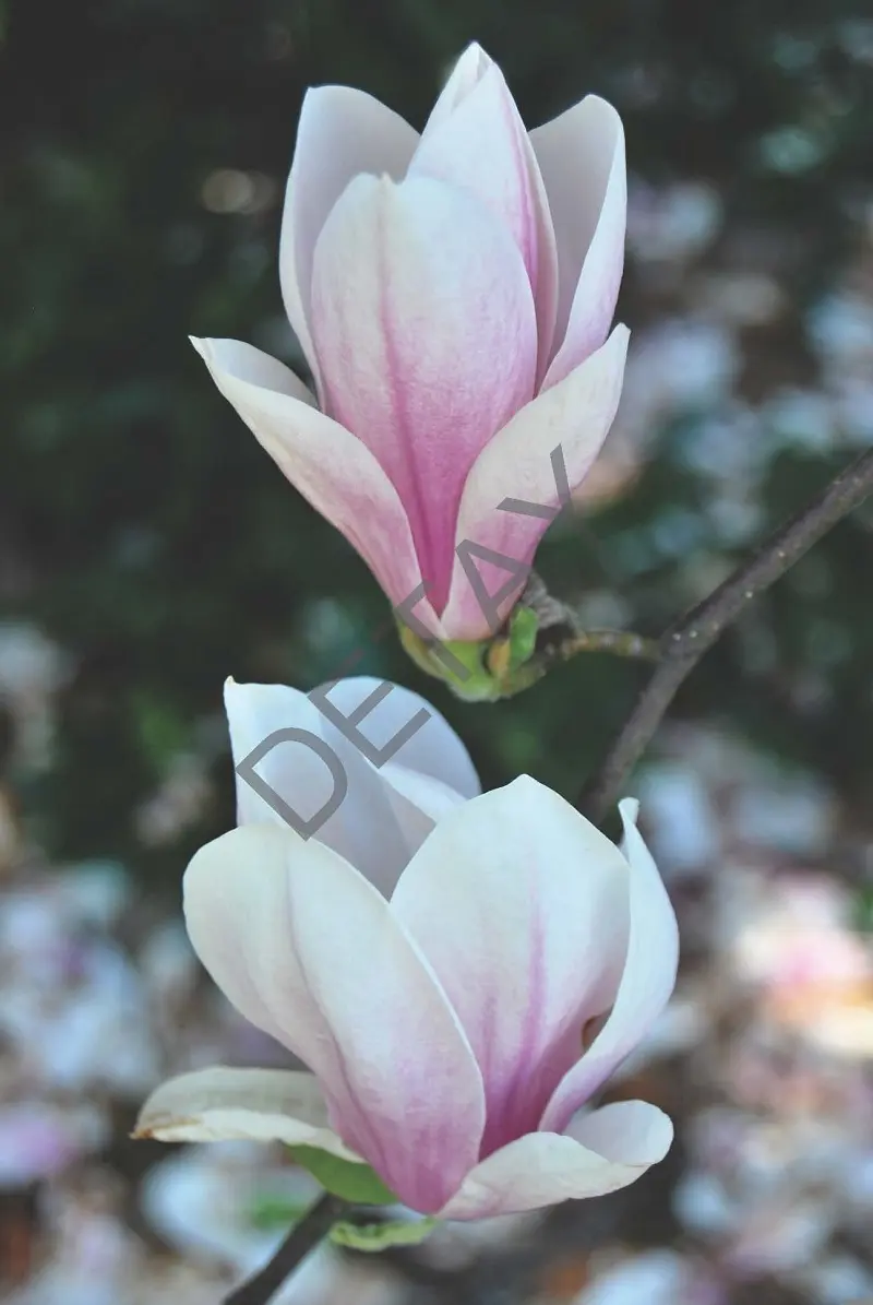 Rölyef Poster Baskı Kağıt Boyutu: 33x48cm 300 Gr. Kuşe Kagıt 10 Adet