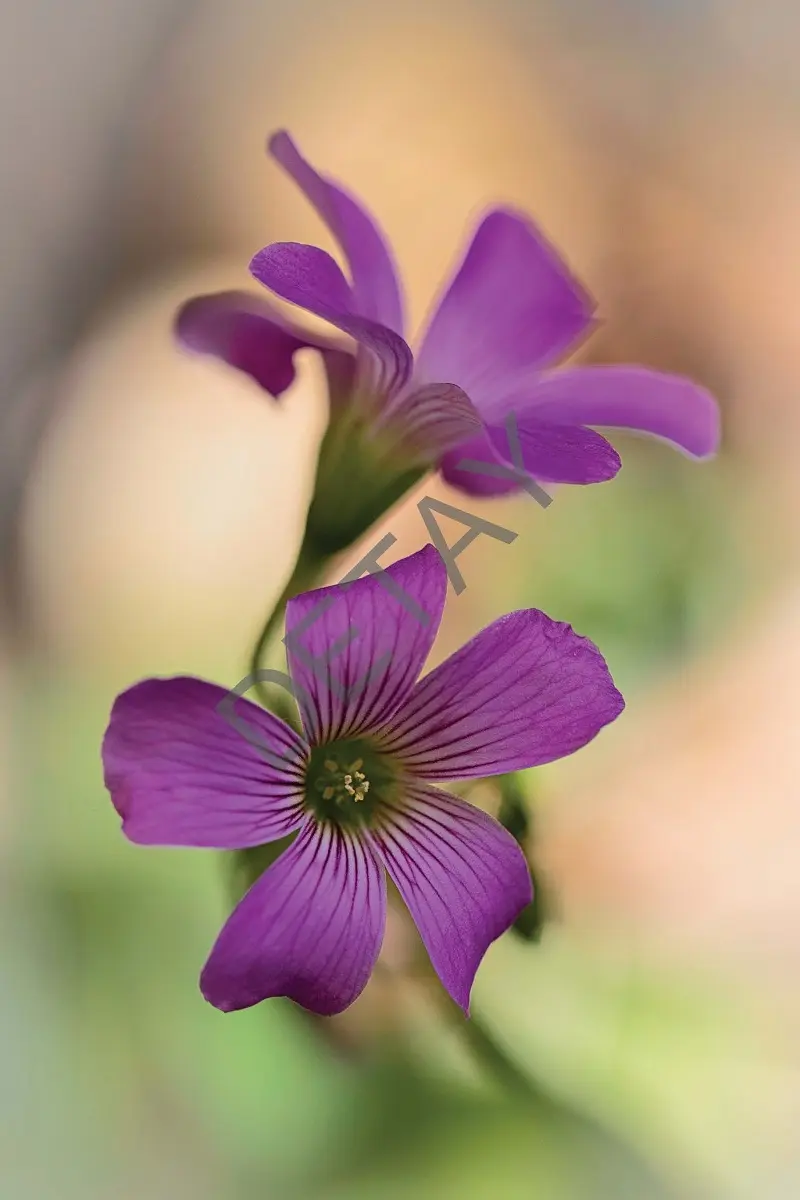 Rölyef Poster Baskı Kağıt Boyutu: 33x48cm 300 Gr. Kuşe Kagıt 10 Adet