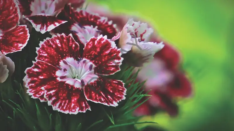 Rölyef Poster Baskı Kağıt Boyutu: 33x48cm 300 Gr. Kuşe Kagıt 10 Adet