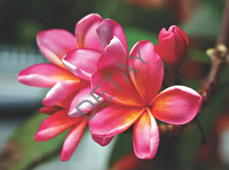 Rölyef Poster Baskı Kağıt Boyutu: 33x48cm 300 Gr. Kuşe Kagıt 10 Adet