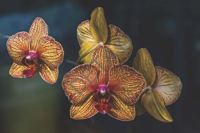 Rölyef Poster Baskı Kağıt Boyutu: 33x48cm 300 Gr. Kuşe Kagıt 10 Adet