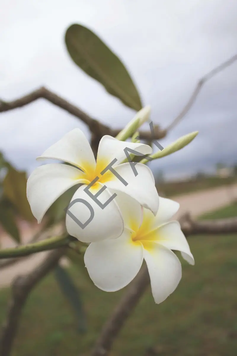 Rölyef Poster Baskı Kağıt Boyutu: 33x48cm 300 Gr. Kuşe Kagıt 10 Adet