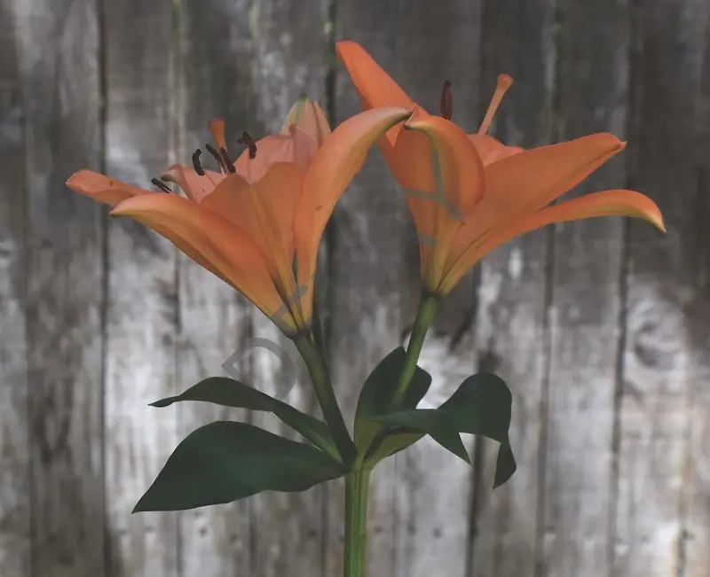 Rölyef Poster Baskı Kağıt Boyutu: 33x48cm 300 Gr. Kuşe Kagıt 10 Adet