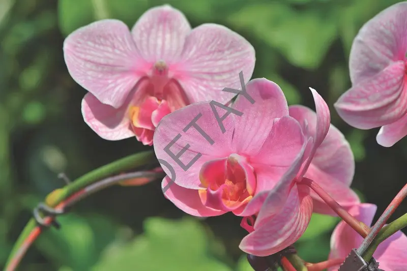 Rölyef Poster Baskı Kağıt Boyutu: 33x48cm 300 Gr. Kuşe Kagıt 10 Adet