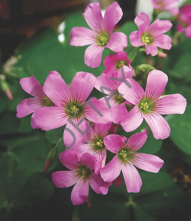 Rölyef Poster Baskı Kağıt Boyutu: 33x48cm 300 Gr. Kuşe Kagıt 10 Adet