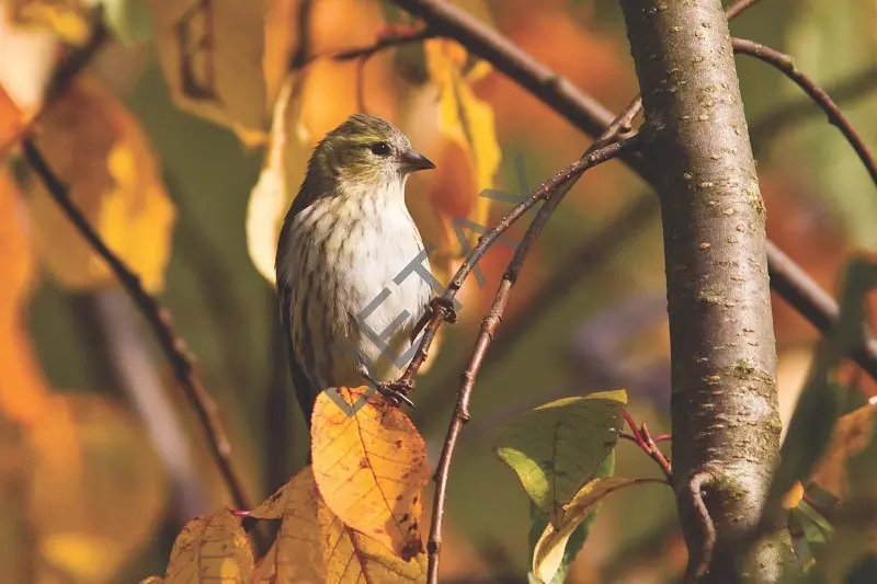 Rölyef Poster Baskı Kağıt Boyutu: 33x48cm 300 Gr. Kuşe Kagıt 10 Adet