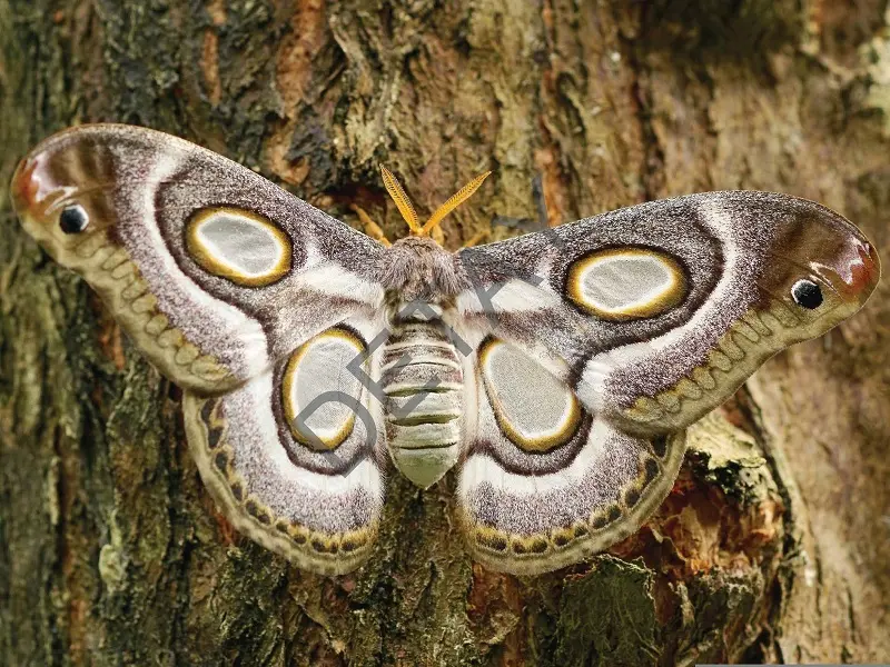 Rölyef Poster Baskı Kağıt Boyutu: 33x48cm 300 Gr. Kuşe Kagıt 10 Adet